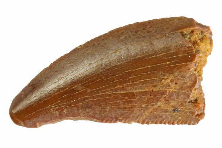 Serrated Raptor Tooth - Feeding Worn Tip #333315